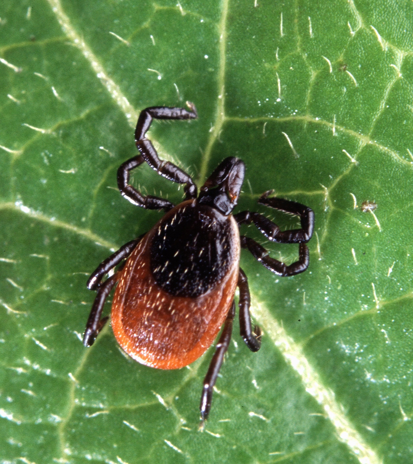 Nymphal and adult deer ticks can be carriers of Lyme disease. Nymphs are about the size of a poppy seed.