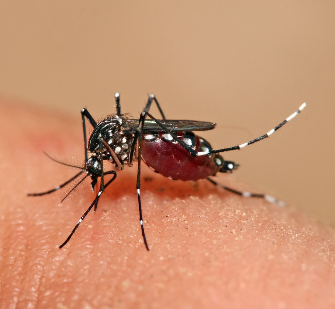 A mosquito feeding off a human host.
