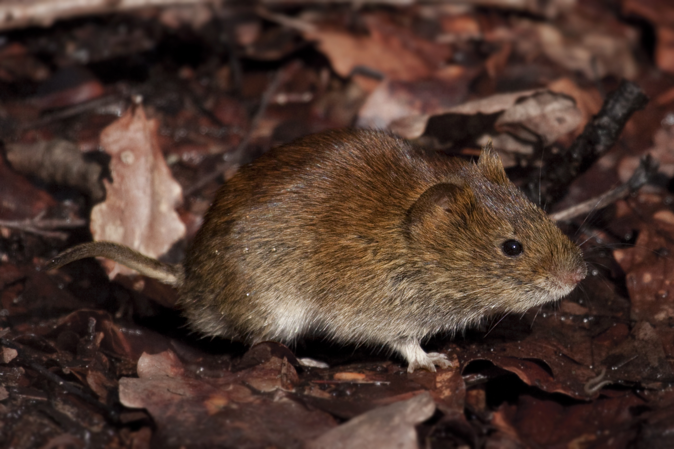 Bank Vole