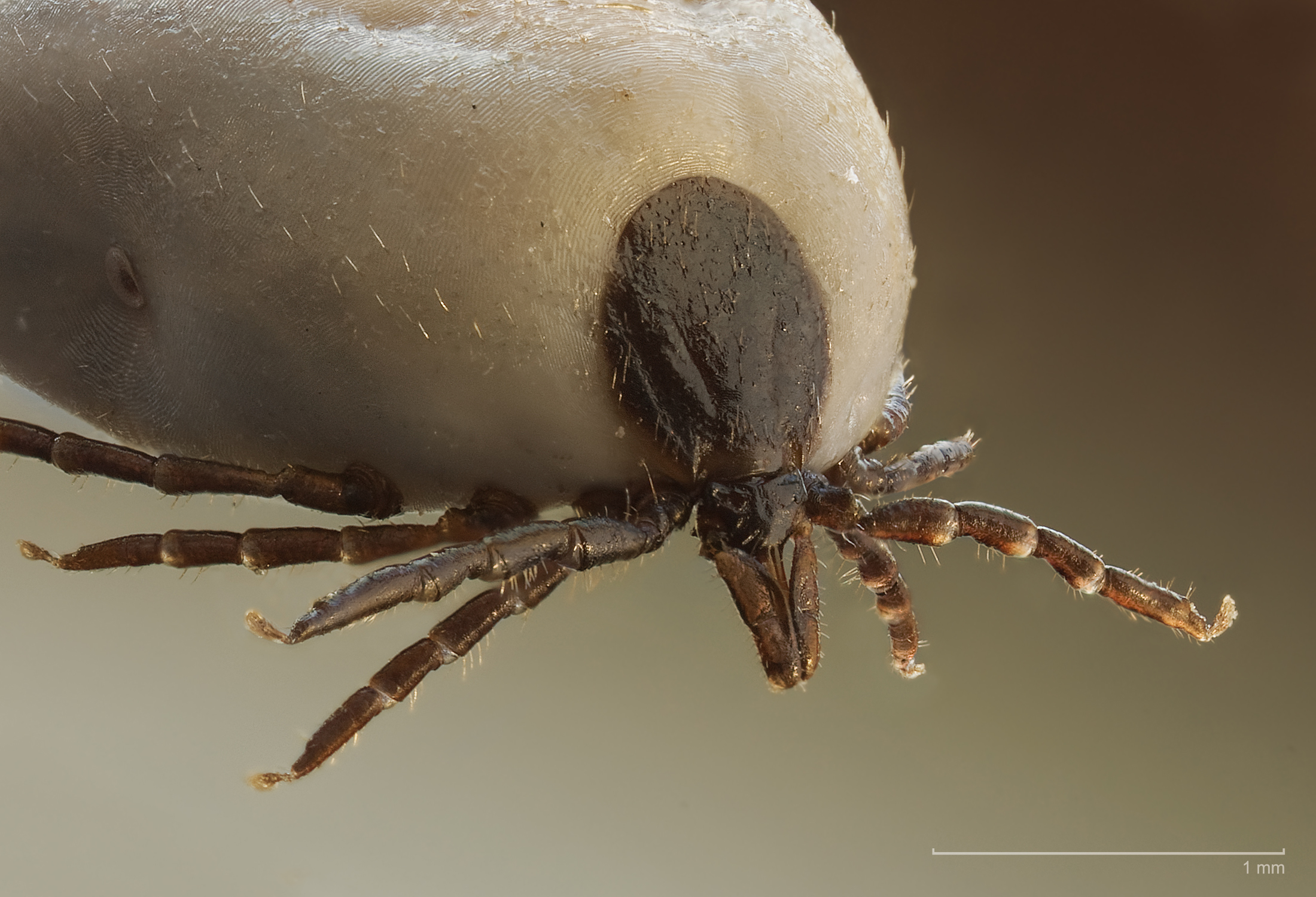 Sheep ticks can transmit encephalitis. This image shows an engorged female.