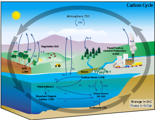 Easy Eco Tips - What is a carbon sink? . A carbon sink is something that  absorbs more CO2 from the atmosphere than it releases. A carbon source is  the opposite. .