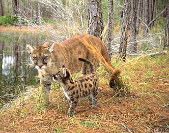 Florida panterh, mother and baby
