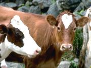 Image of two cattle.
