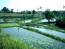 Image of a rice paddy.