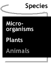 Image that says Animals.