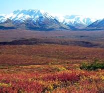 Image showing the tundra biome.