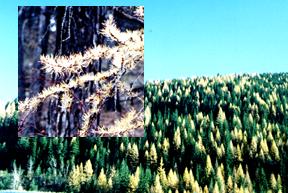 Image of some evergreen and deciduous confiers with a close-up on a deciduous conifer branch.