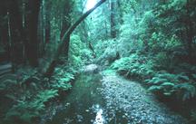 Image of some plants in a Tropical Rainforest.