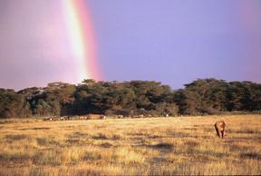 Image that shows a portion of the Tropical Savannah landscape.