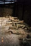 Image of some victims left by Vesuvius which were immortalized when their decomposed bodies left cavities in the hardened ash.  This image links to a more detailed image.