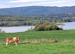 Image of a cow standing in a field with some mountains in the background.