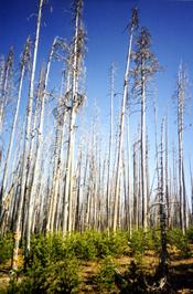 Image of some trees in the wildlands.